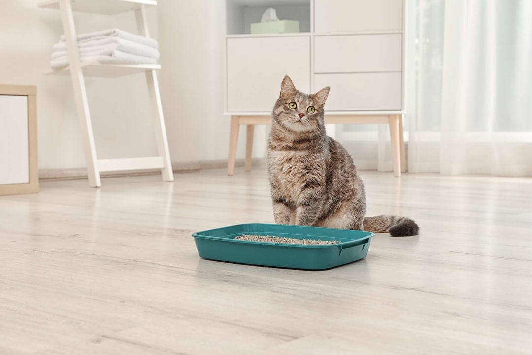 Katze hat Durchfall Definition, Ursachen, Symptome, Behandlung und Prophylaxe Dr. SAM dein